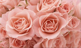 教师节送什么花给老师 适合送老师的花