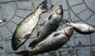 草鱼破肚的方法 草鱼破肚的方法有哪些