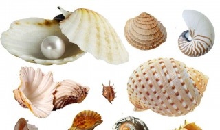 软化贝壳的方法 怎么把贝壳变软