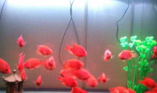 鱼缸水浑浑的怎么解决 鱼缸里水总是浑有什么办法