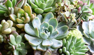 种多肉的方法 种多肉的方法图片