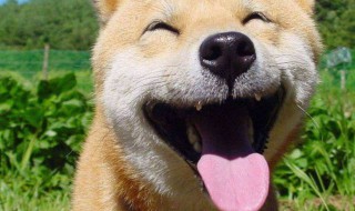 幽默爆笑的段子推荐（好的幽默段子）