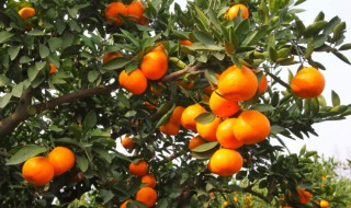 柑桔的栽培方法 柑橘怎样栽培