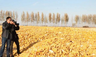 玉米的晾晒方法 玉米的晾晒方法视频