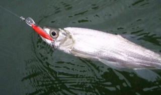 钓海鱼的方法（钓海鱼的钓法）