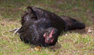 让鸡睡觉的方法（让鸡睡觉的方法是什么）