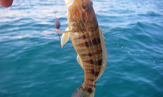 做鱼钓的方法 用什么方法钓鱼