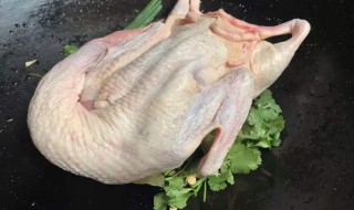 鸭子的拔毛方法 给鸭子拔毛的方法