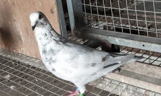 鸽子的驯服方法（鸽子的驯服方法视频）