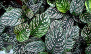 竹芋的修剪方法（竹芋的修剪方法视频）