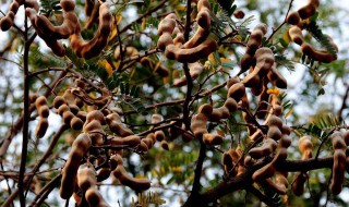 酸豆的种植方法 酸豆的种植方法和技术