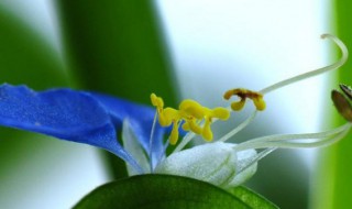 鸭舌草的繁殖方法（鸭舌草的养殖方法和注意事项）