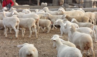 胡羊养殖的方法