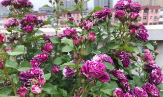 硫酸亚铁适合浇什么花（硫酸亚铁适合浇什么花 多久浇一次）