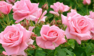 粉玫瑰适合送什么人 香槟玫瑰适合送什么人