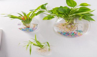 怎么做挂墙花盆（怎么做挂墙花盆好看）
