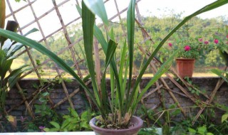 兰花的寄养方法 兰花寄养什么意思