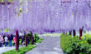 紫藤花花语（紫藤花语基督教歌原唱）