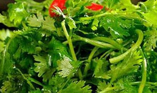 香菜的保存好方法 香菜最好的保存方法