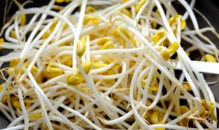 豆芽菜保存的方法 豆芽菜保存的方法有哪些