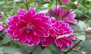 地瓜花的养护方法（地瓜花的养护方法和用量）