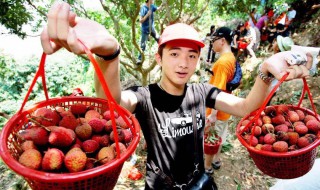 摘水果的最佳方法（如何摘水果）