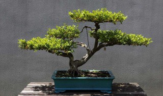 盆景根的种植方法（如何培养盆景的根）