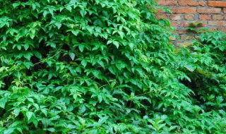 长青草的扦插方法（长青草的扦插方法视频）