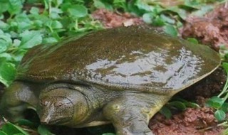 钓甲鱼的最佳方法（钓甲鱼的最佳方法视频）