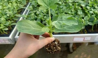 西瓜子种植的方法 西瓜的子怎么种植