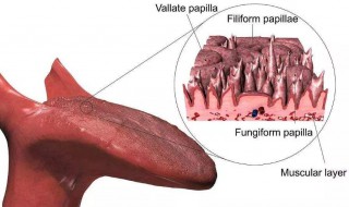 刮舌苔最简单的方法 怎样刮舌苔