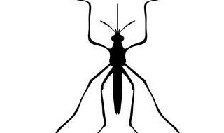 对付黑蚊子的方法（对付黑蚊子的方法是什么）