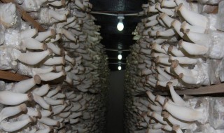 蘑菇菌种的配制方法（蘑菇怎么配菌种）