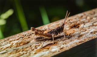 纸蚱蜢怎么做（纸蚱蜢的制作方法）