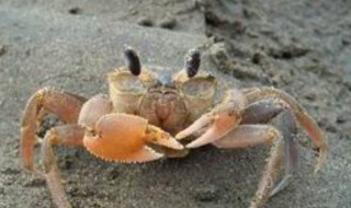 钓沙蟹的最佳方法 钓沙蟹的最佳方法视频