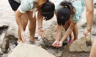 捉泥鳅的简易方法 泥鳅怎样捉