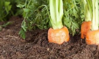 夏天种萝卜的方法 冬天怎么种萝卜