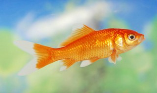 鱼缸的风水 四方鱼缸的风水