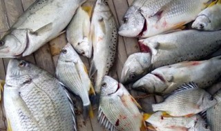 正确的渔获方法 怎么快速渔获