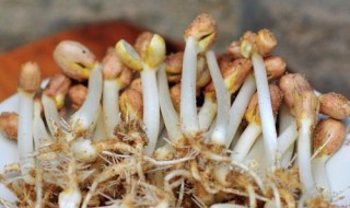 发花生芽的简单方法（发花生芽最简单的方法）