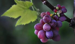 采摘葡萄最简单方法（采摘葡萄最简单方法是）