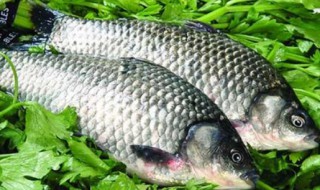 钓鲫鱼的最简单方法（鲫鱼钓法技巧）