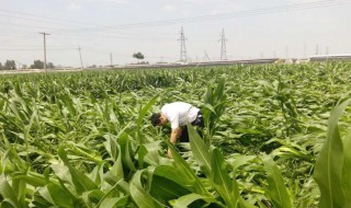 玉米怎么防止台风倒伏 玉米怎么防止台风倒伏呢