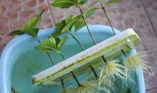 生根水的制作方法 阿司匹林生根水的制作方法