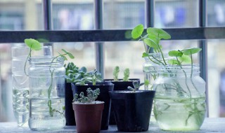 氨基酸对植物的功效与作用（氨基酸对植物的功效与作用有哪些）