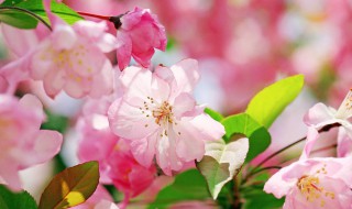 送老师送什么花（送老师送什么花?）