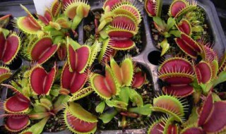 什么植物驱蚊效果好（什么植物驱蚊效果好又对身体好）