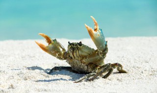 海蟹怎么保存新鲜 海蟹怎么保存新鲜