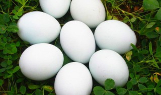 生的鹅蛋怎么保存（生的鹅蛋怎么保存时间长）
