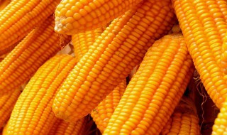 炒玉米粒怎么保存（炒玉米粒怎么保存不会坏）